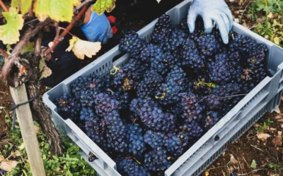 Experts Predict the Growing Popularity of Beer